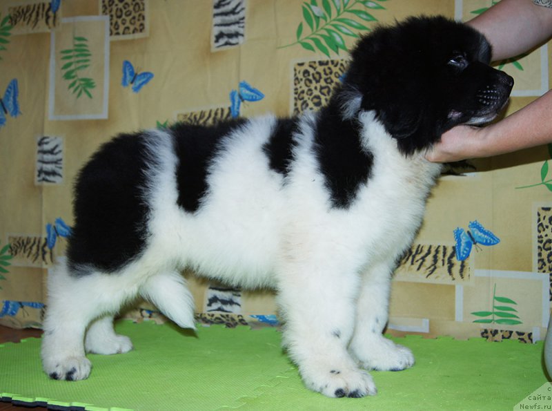 Фотография № 209205