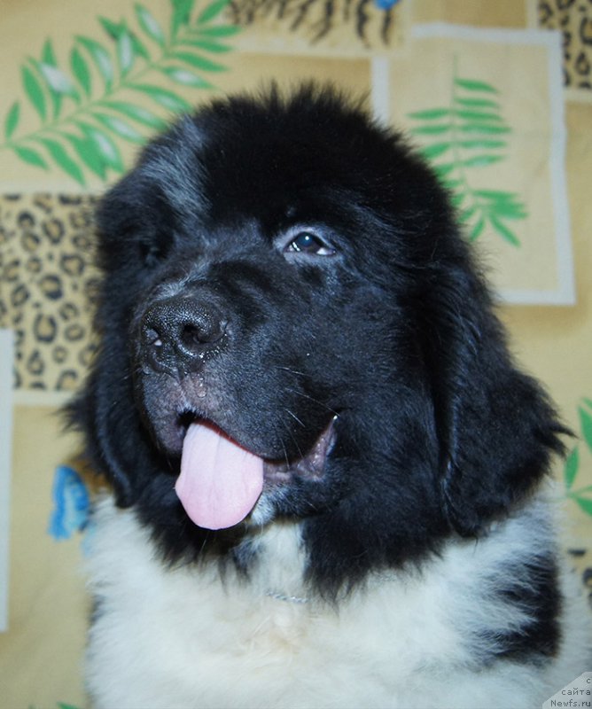 Фотография № 209207