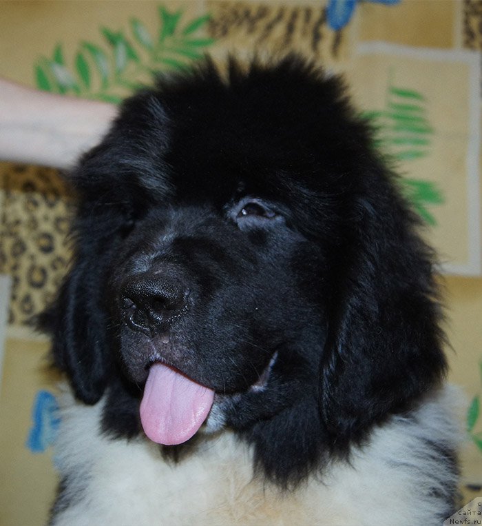 Фотография № 209209