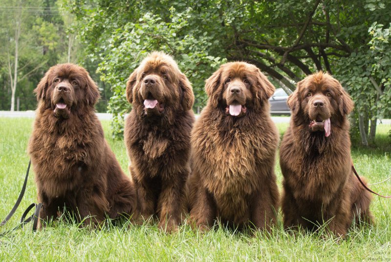 Фотография № 209210