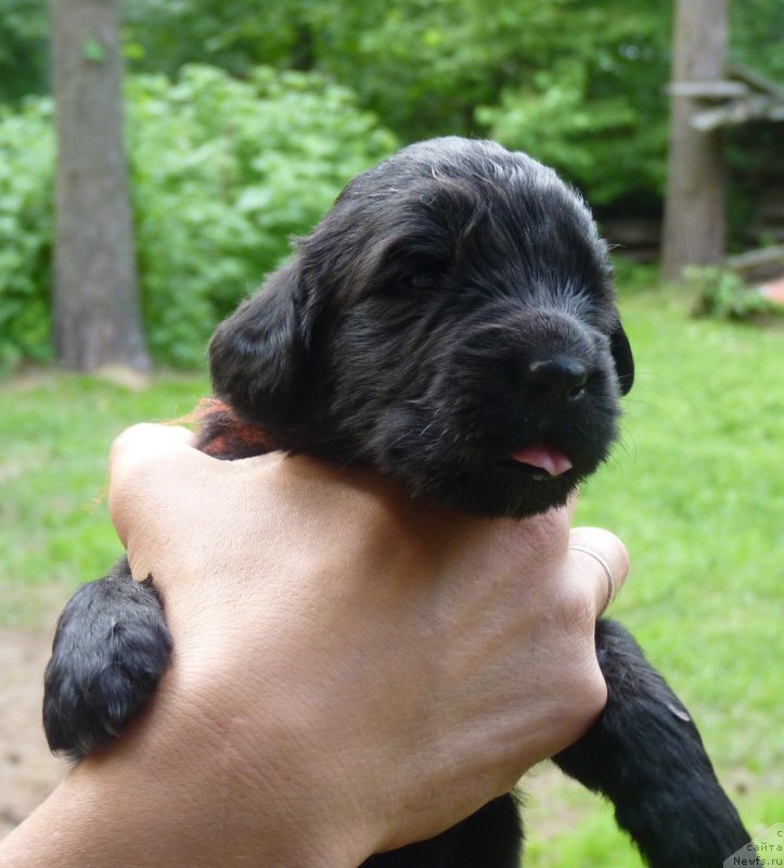 Фото: ньюфаундленд Greatfire Stalker iz Volotova, ньюфаундленд Смигар Северная Верона