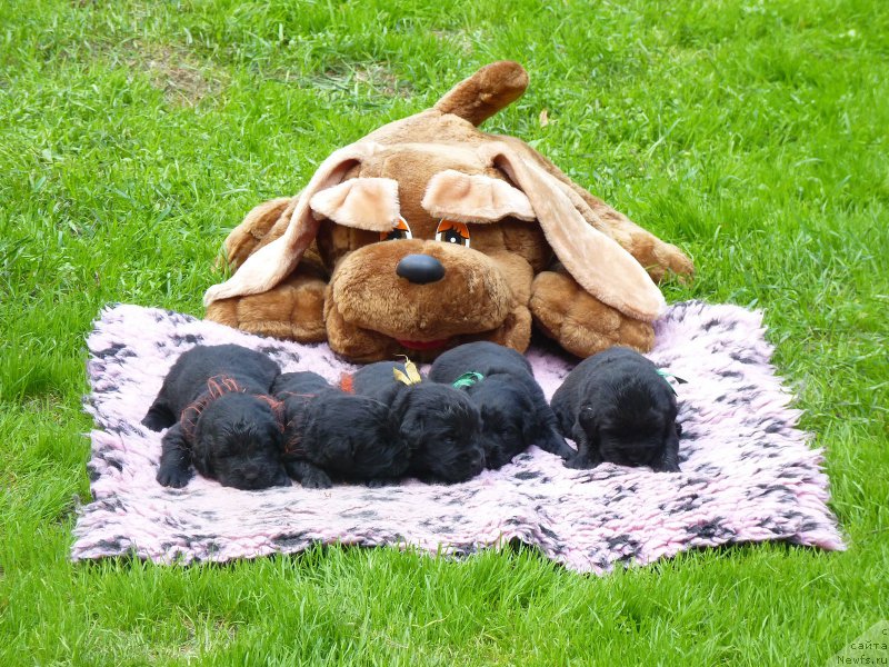 Фотография № 209216