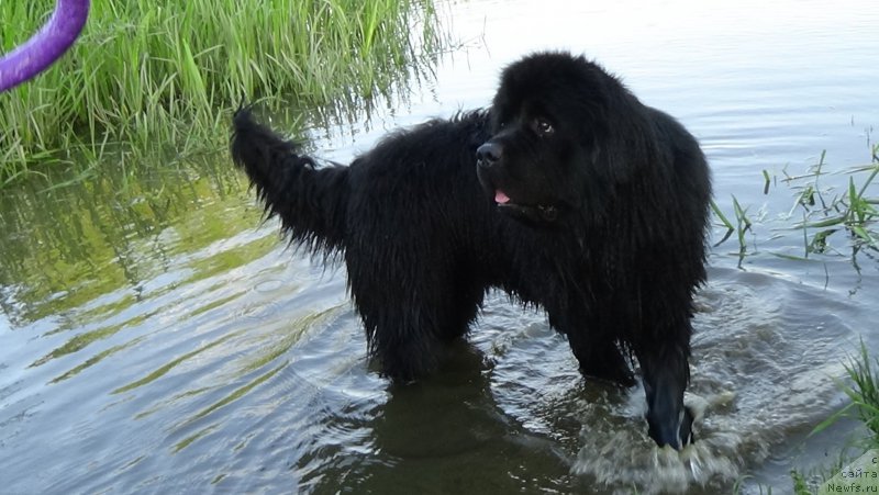 Фото: ньюфаундленд Сент Джонс Оптимус Прайм (Sent Djons Optimus Prime)