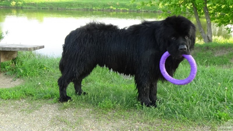 Фото: ньюфаундленд Сент Джонс Оптимус Прайм (Sent Djons Optimus Prime)