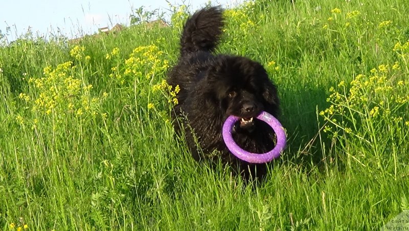 Фото: ньюфаундленд Сент Джонс Оптимус Прайм (Sent Djons Optimus Prime)