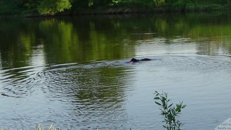 Фото: ньюфаундленд Сент Джонс Оптимус Прайм (Sent Djons Optimus Prime)