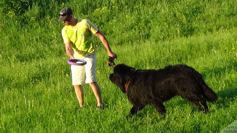 Фото: ньюфаундленд Сент Джонс Оптимус Прайм (Sent Djons Optimus Prime)