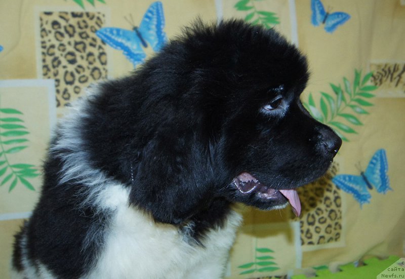 Фото: ньюфаундленд Супер Бизон Ришар