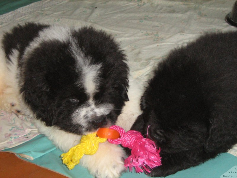 Фотография № 209236