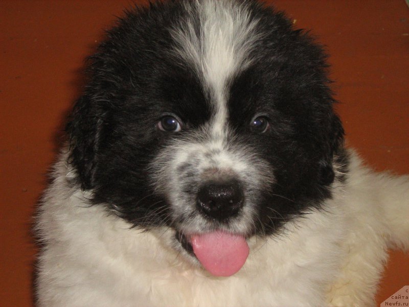 Фотография № 209238