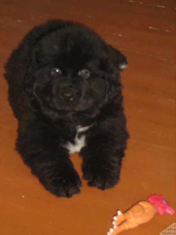 Фотография № 209239