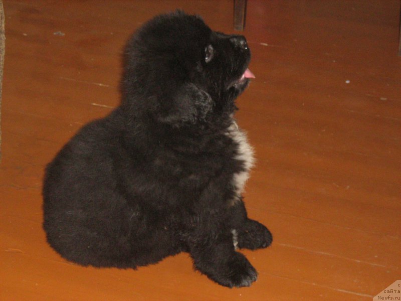 Фотография № 209240