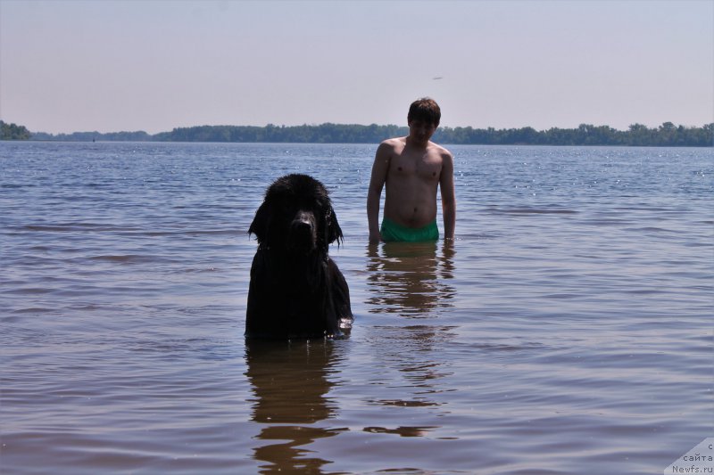 Фото: ньюфаундленд Черный Балу Зазноба Души Моей