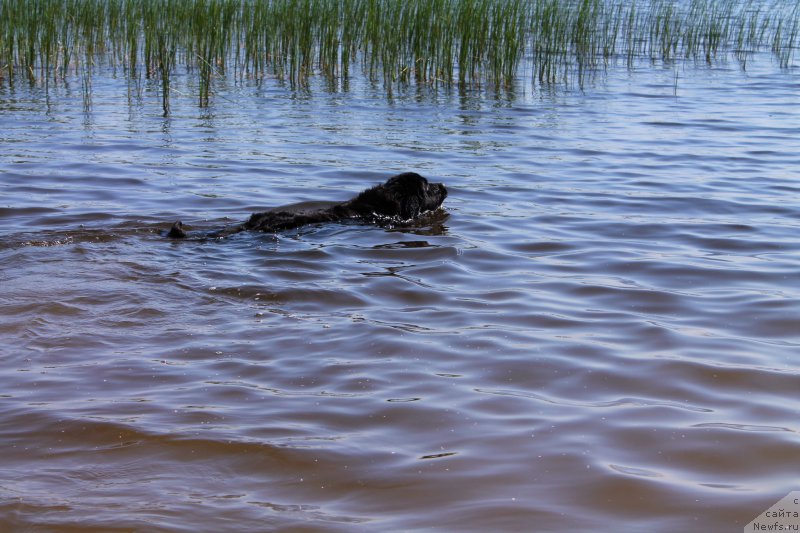 Фото: ньюфаундленд Черный Балу Зазноба Души Моей