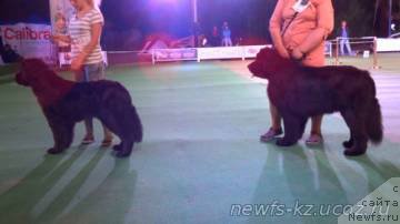 Фото: ньюфаундленд Ньюфорт Дивная Диана