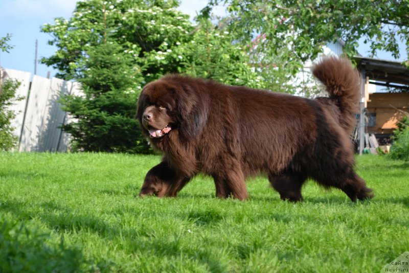 Фото: ньюфаундленд Акватория Келвин Риверданс (Aquatoriya Kelvin Riverdance)