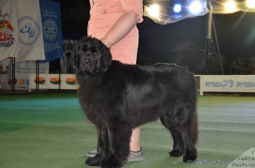 Фото: ньюфаундленд Ньюфорт Дивная Диана, ньюфаундленд Ньюфорт Дивная Диана