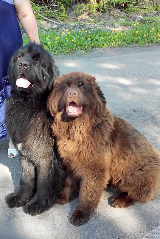 Фото: ньюфаундленд Браунблад МСК Сабина Эстер (Brownblood MSK Sabina Ester)