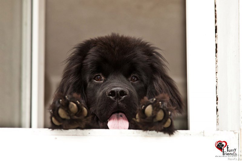 Фото: ньюфаундленд Белкондер-Клаб Бьянка Маруша (Belkonder-Club Bianca Marussia)