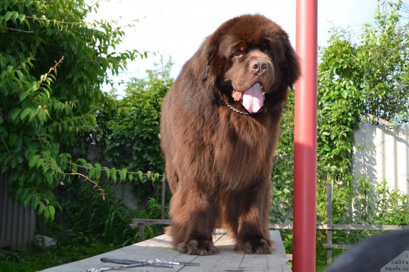 Фото: ньюфаундленд Акватория Келвин Риверданс (Aquatoriya Kelvin Riverdance)