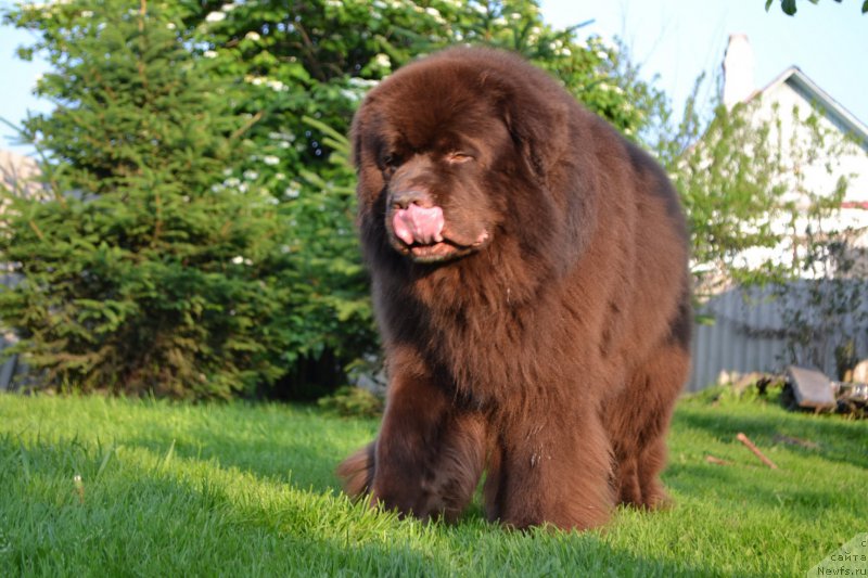 Фото: ньюфаундленд Акватория Келвин Риверданс (Aquatoriya Kelvin Riverdance)