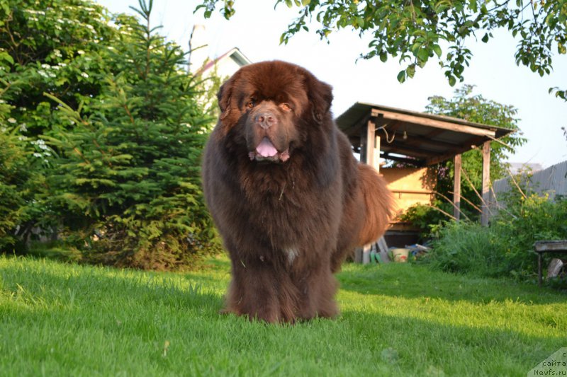 Фото: ньюфаундленд Акватория Келвин Риверданс (Aquatoriya Kelvin Riverdance)