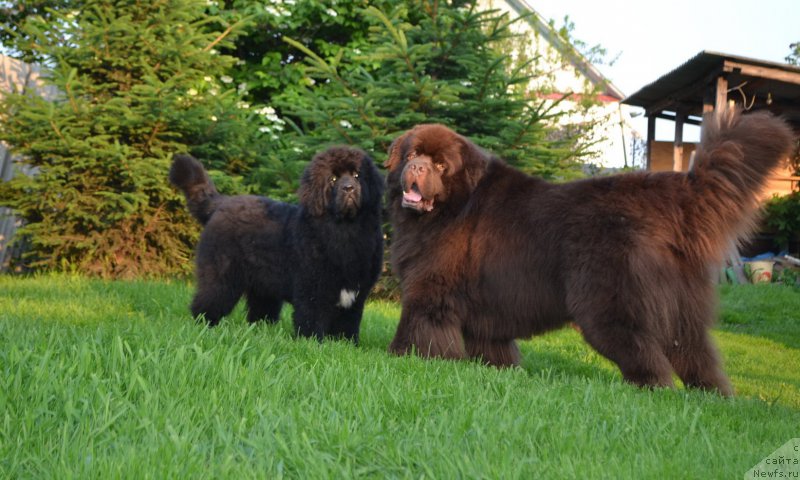 Фото: ньюфаундленд Талисман Моря Ла-Валетта, ньюфаундленд Акватория Келвин Риверданс (Aquatoriya Kelvin Riverdance)