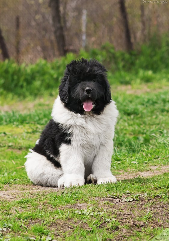 Фото: ньюфаундленд Специал Герл (Special Girl)