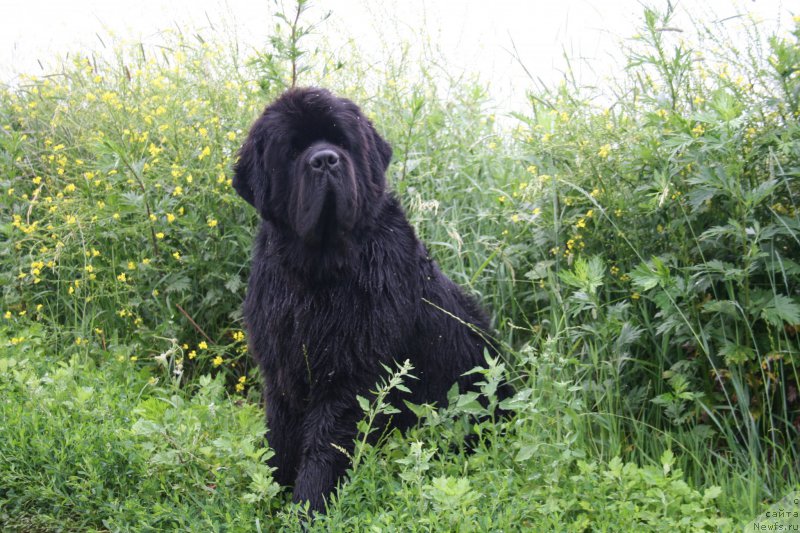 Фото: ньюфаундленд Черная Мафия Шорт анд Свеет (Chernaya Mafia Short and Sweet)