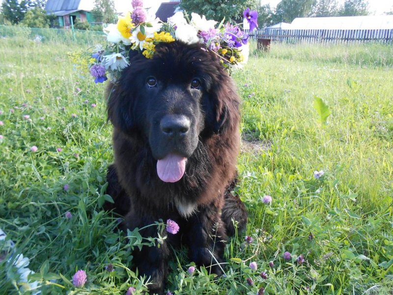 Фотография № 209299