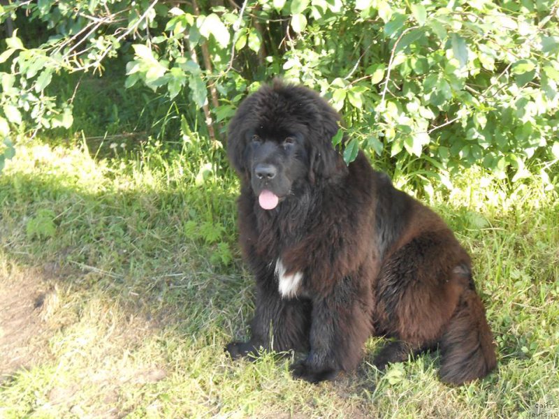 Фото: ньюфаундленд Эклипс Мун