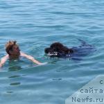 Фото: ньюфаундленд Стинг Вандерфул Синди