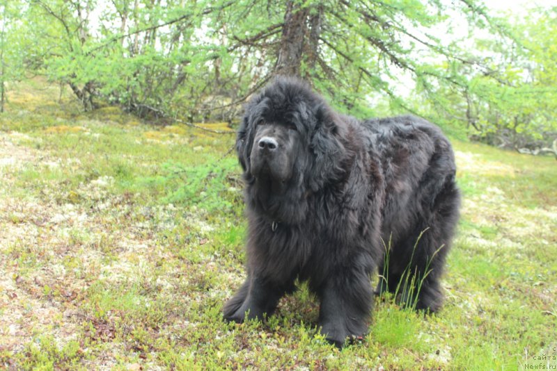 Фото: ньюфаундленд Fortuna of Giant's Island