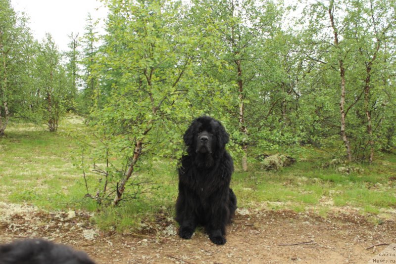 Фото: ньюфаундленд Глория Гранд Блек