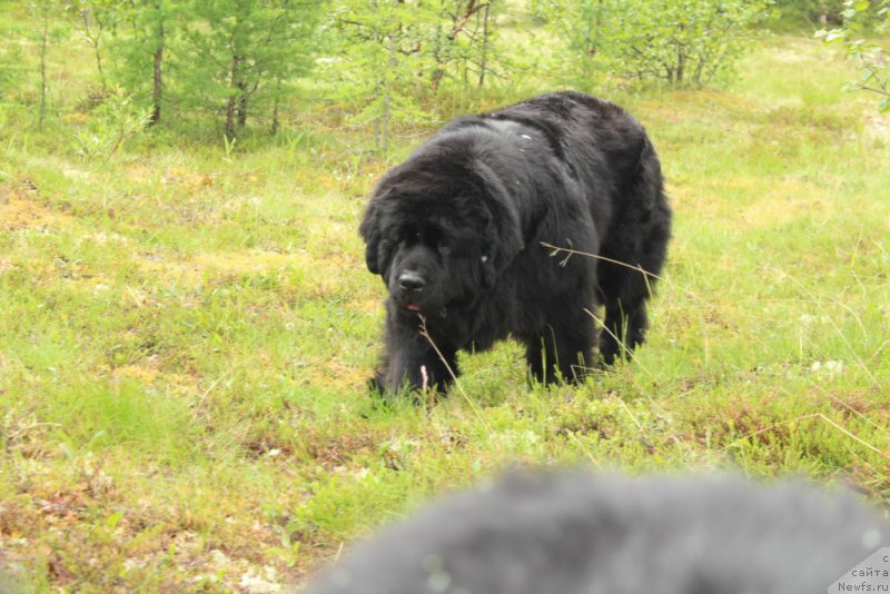 Фото: ньюфаундленд Янтарная Мечта