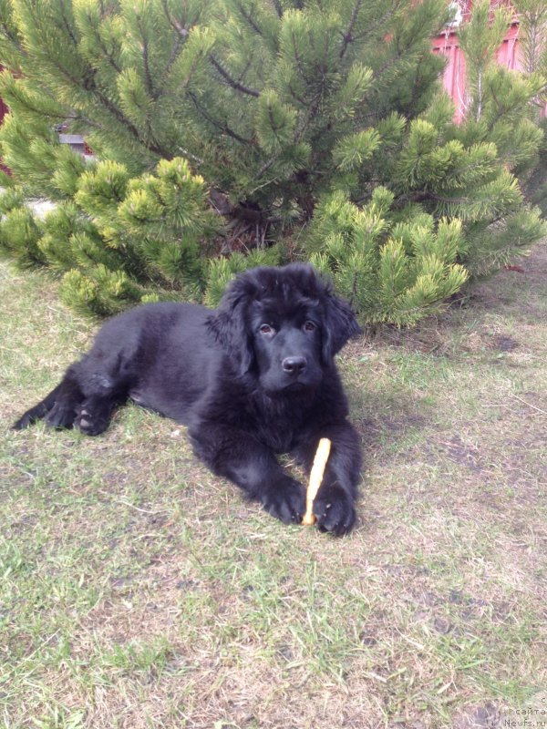 Фото: ньюфаундленд Сазерленд Марни Лаудер