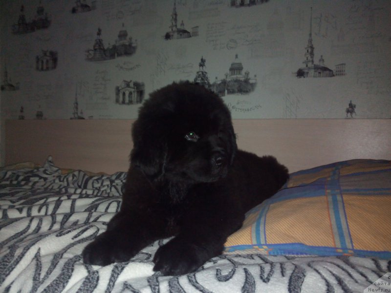 Фото: ньюфаундленд Браунблад МСК Берта Ленора, ньюфаундленд Браунблад МСК Берта Ленора