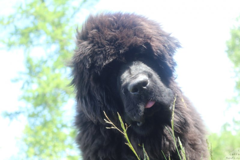 Фото: ньюфаундленд Даймонд Кинг