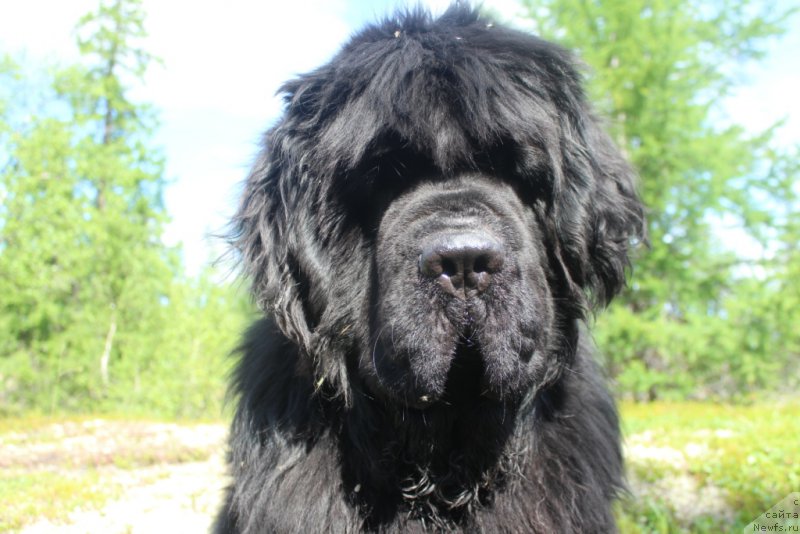 Фото: ньюфаундленд King of Helluland You Shock Me