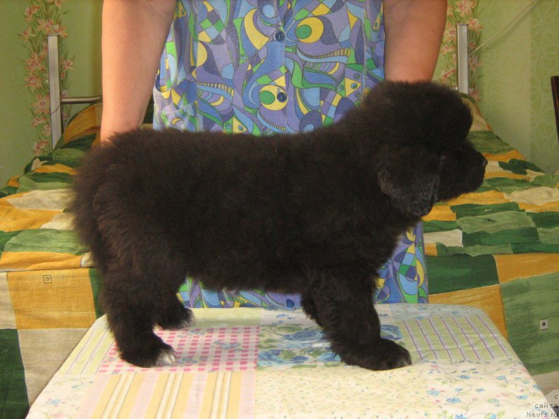 Фотография № 209331