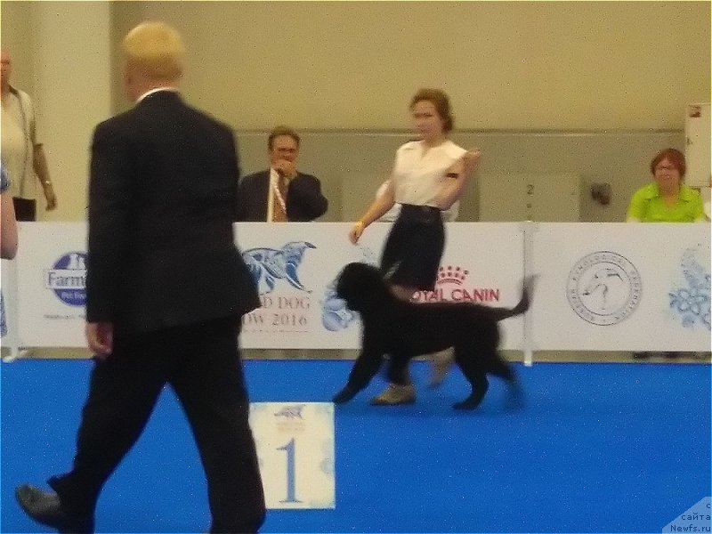 Фото: ньюфаундленд Парки из Антаграда (Parki is Antagrada)