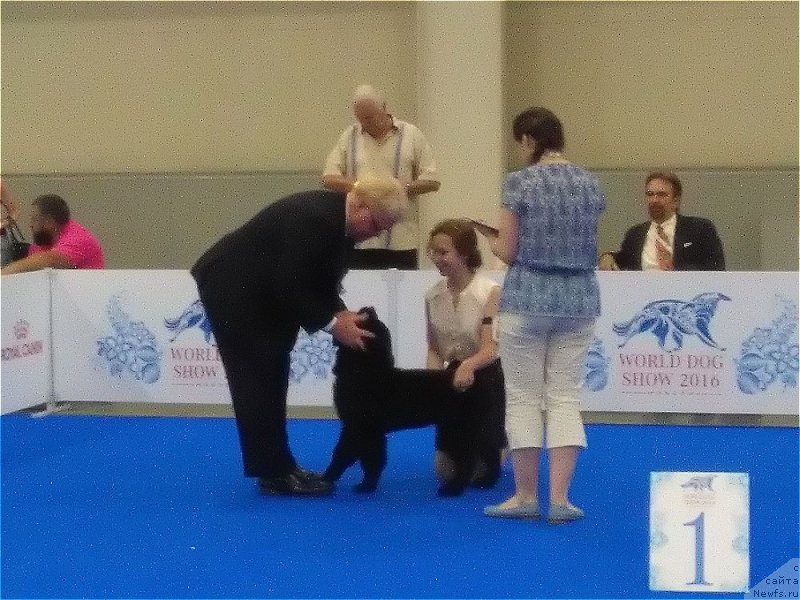 Фото: ньюфаундленд Парки из Антаграда (Parki is Antagrada)