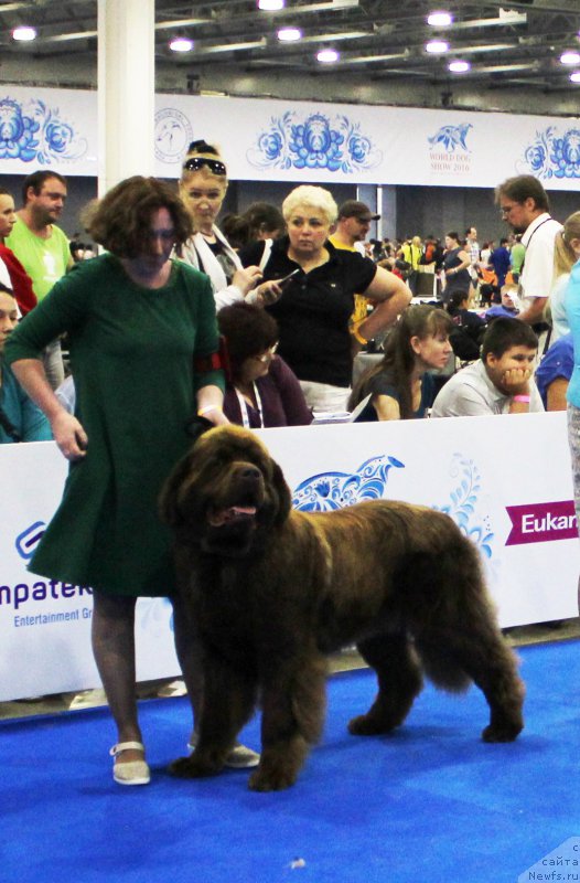 Фото: ньюфаундленд Браунблад МСК Хаким Голд Хайдар (Brownblood MSK Hakim Gold Haydar)