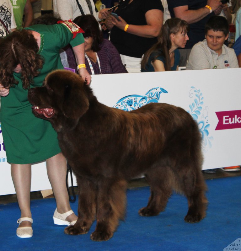 Фото: ньюфаундленд Браунблад МСК Хаким Голд Хайдар (Brownblood MSK Hakim Gold Haydar)