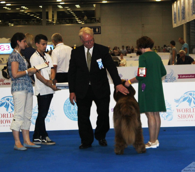Фото: ньюфаундленд Браунблад МСК Хаким Голд Хайдар (Brownblood MSK Hakim Gold Haydar)