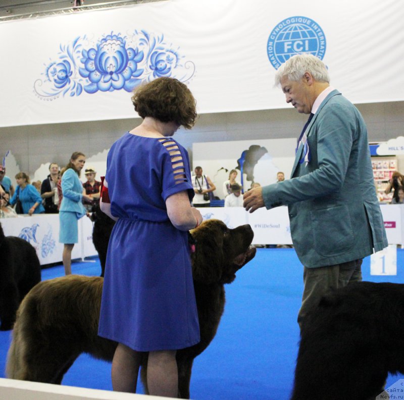 Фото: ньюфаундленд Браунблад МСК Хаким Голд Хайдар (Brownblood MSK Hakim Gold Haydar)
