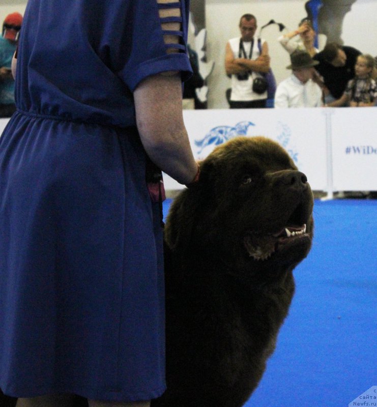 Фото: ньюфаундленд Браунблад МСК Хаким Голд Хайдар (Brownblood MSK Hakim Gold Haydar)
