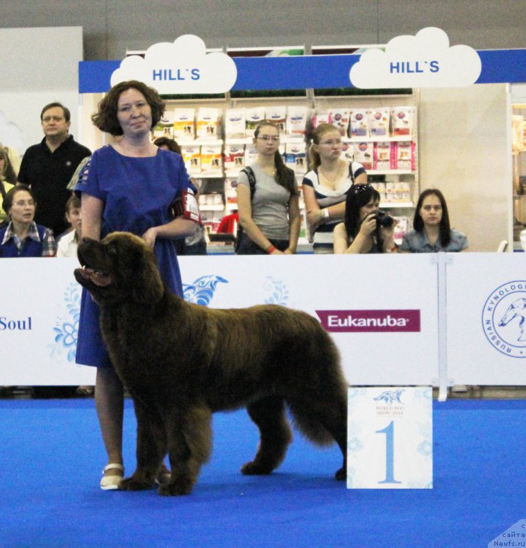 Фото: ньюфаундленд Браунблад МСК Хаким Голд Хайдар (Brownblood MSK Hakim Gold Haydar)