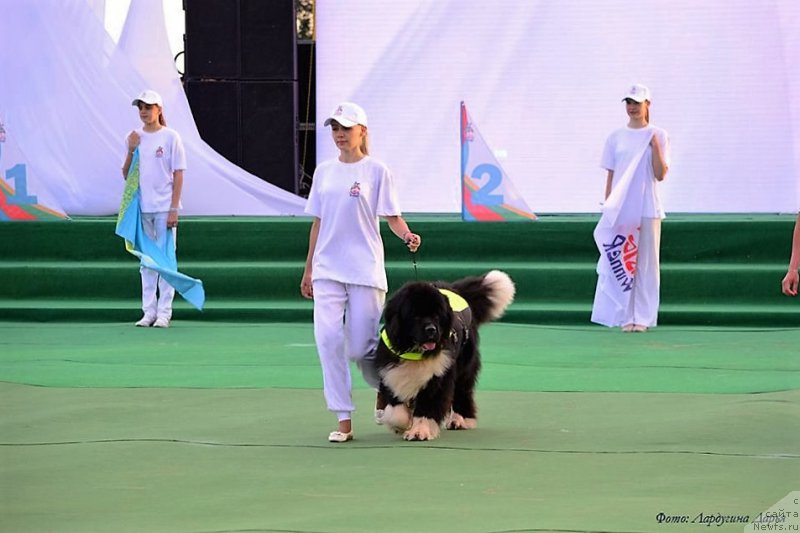 Фото: ньюфаундленд Супер Премиум Рио де Жанейро (Super Premium Rio de Janeiro)