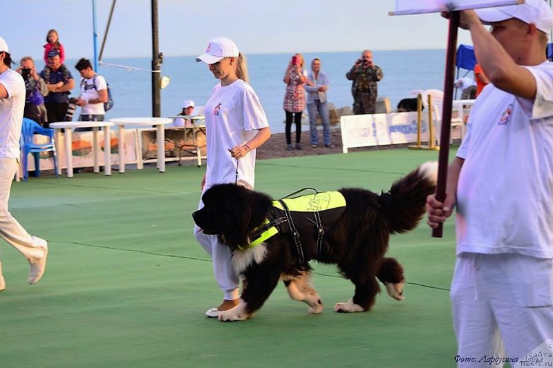 Фото: ньюфаундленд Супер Премиум Рио де Жанейро (Super Premium Rio de Janeiro)